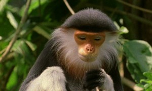 僧帽猴是国家一级保护动物吗
