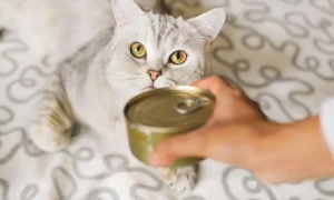 猫一天能吃多少罐头