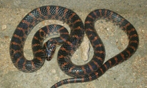 红斑蛇最大有多少斤