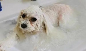 宠物店洗狗用的什么沐浴露