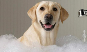 一个月的狗可以洗澡吗怎么洗