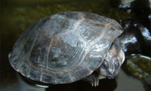 巨型棱背龟可以深水养吗