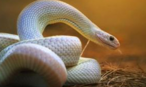 蛇感染nidovirus能活多久