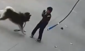 1米高的阿拉斯加犬跳起扑倒撕咬小学生，主人：它挣断了绳索，愿赔医药费