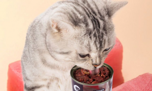 猫吃金枪鱼罐头好不好