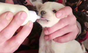 小狗能喂奶粉吗