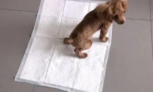 怎么让狗在尿垫上上厕所