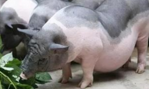 高州黄塘猪能长多大