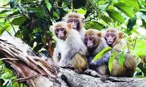 扬州网红直播养猴！警方顺藤摸瓜抓到5人，20只猕猴死亡！