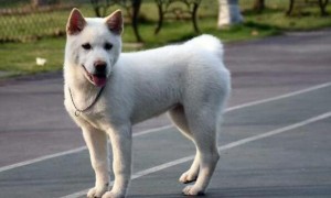 最便宜的中华田园犬