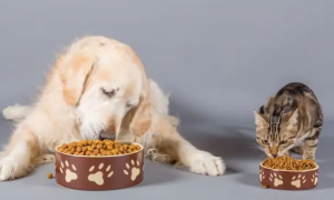 狗能吃猫粮吗