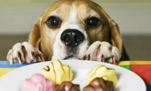 为什么狗不可以吃巧克力