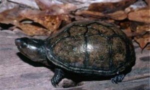 冠背龟寿命多少年