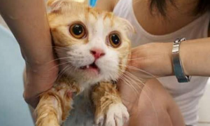 折耳猫洗澡时一脸呆萌可爱极了，一捧水浇下去，众人都笑喷了
