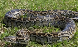 海南乐东发现60斤大蟒蛇，盘踞在农田中，4人合力才将其抓获