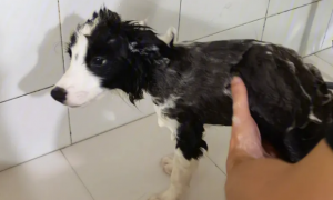 猫沐浴露可以给狗洗澡吗