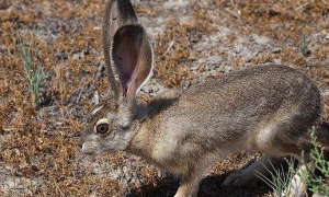 白尾长耳大野兔多久可以生兔子