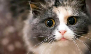猫咪眼睛有眼线虫有什么症状