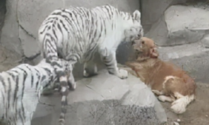 山东一动物园虎区有狗，老虎还撒娇求亲亲，饲养员：那是它“妈”