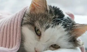 猫猫感冒的症状
