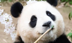 韩旅大熊猫福宝的“熊设”已经崩塌？网友：等收律师函吧！
