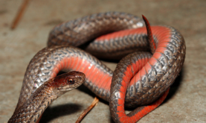 红腹蛇是国家几级保护动物