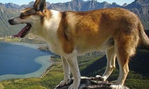 挪威伦德猎犬有哪些喜好