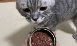猫罐头一天吃多少合适