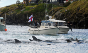 法罗群岛残忍猎杀海豚后，海洋动保团体动怒