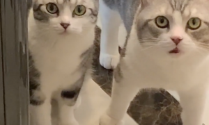 网友放假完回家，两只猫像是看陌生人一样上下打量她：你是谁啊？