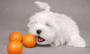 狗狗能吃橙子吗