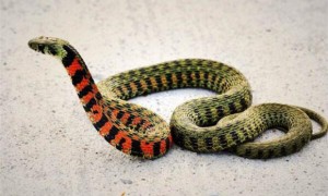 魔鬼蛇是国家几级保护动物