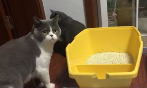 猫砂有讲究吗