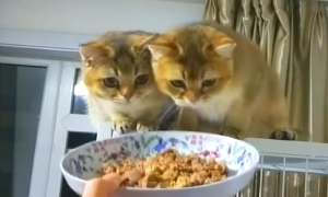 猫可以吃鸡肝吗