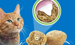 齿一生猫饼干有假的吗