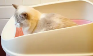 猫为什么会用猫砂盆