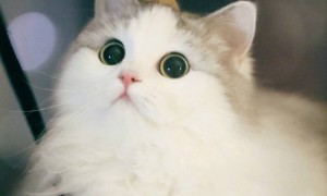 猫咪有只眼睛不太能睁开还流眼泪为什么