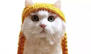女子给猫买帽子后上传买家秀，却被卖家婉言拒绝：太真实了