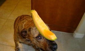 狗能吃哈密瓜吗