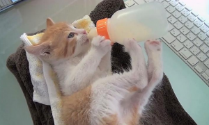 小猫的奶瓶去哪里买