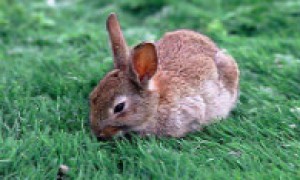 白尾长耳大野兔可以养几年