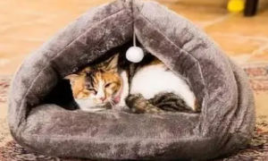 猫咪喜欢怎样的猫窝