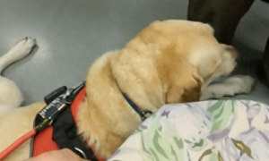 导盲犬坐南京地铁全记录，工作人员接力服务