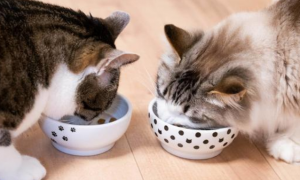 怎么判断猫对猫粮过敏