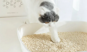 6l的猫砂是多少斤