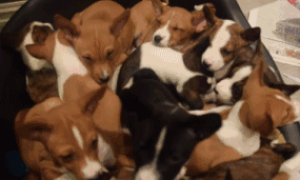 一家人养了16只小狗，小主人和它们每天的生活是这样的