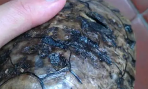 乌龟腐皮烂甲常用什么药