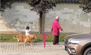 偶遇一位奶奶牵孙女遛狗，可仔细看了下，奶奶是不是牵错了？