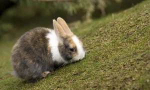 小兔子多大断奶可以自己吃草活