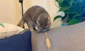 猫一直吐不吃东西怎么办呀